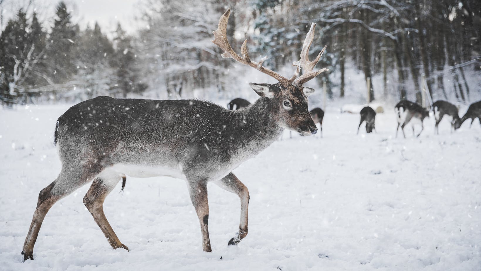christmas:1orv0vggwwk= reindeer